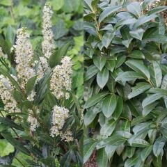 İri Meyveli Laz Kirazı (Karayemiş) Fidanı (Meyve verir yaşta)