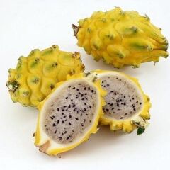 COLOMBİA YELLOW DRAGON FRUIT (Özel Tür) Ejder Meyvesi Pitaya Fidanı