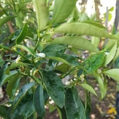 2 Yaş Aşılı Kamkat Fidanı, Torbada