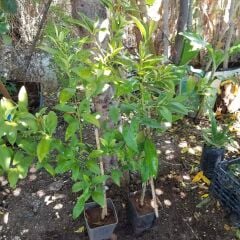 2 Yaş Aşılı Kamkat Fidanı, Torbada