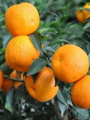 5 Yaş Aşılı Minyatür Çin Turuncu Fidanı +100 cm