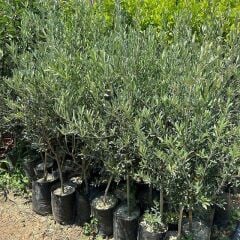 Büyük Boy Tüplü, Aşılı Gemlik Zeytin Fidanı