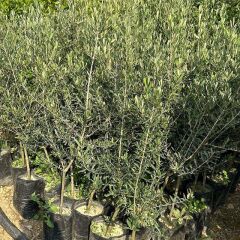 4+1 Büyük Boy Gemlik Zeytin Fidanı (5 Adet)