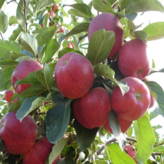 5 Farklı Çeşit +1 Elma Fidanı (5 Adet +1 Hediye)