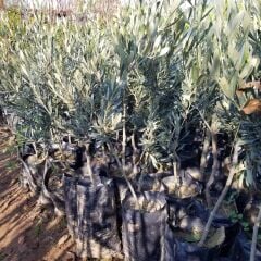 Tüplü Çekiçte Zeytin Fidanı, Kırmalık ve Çizmelik