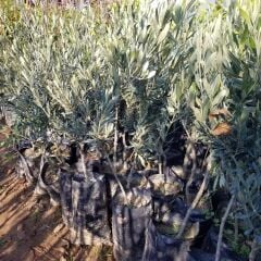 Kırmalık ve Yağlık Ayvalık Edremit Zeytin Fidanı