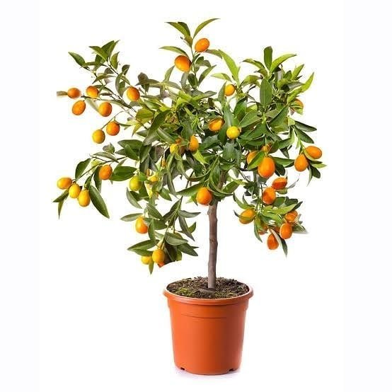 3 Yaş Aşılı İTHAL Tam Bodur Kamkat Fidanı