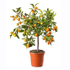 3 Yaş Aşılı İTHAL Tam Bodur Kamkat Fidanı