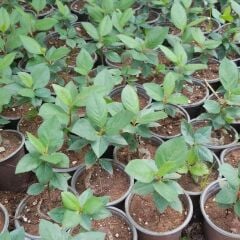 5 Adet Nero Siyah Aronya Aronia Chokeberry Fidesi (10-15 cm)