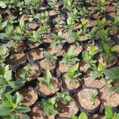 5 Adet Viking Siyah Aronya Aronia Chokeberry Fidesi (10-15 cm)