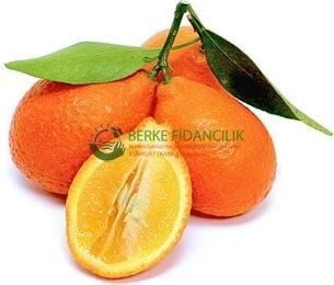 4 Yaş Aşılı Tropikal MANDARİNQUAT Fidanı, Torbada