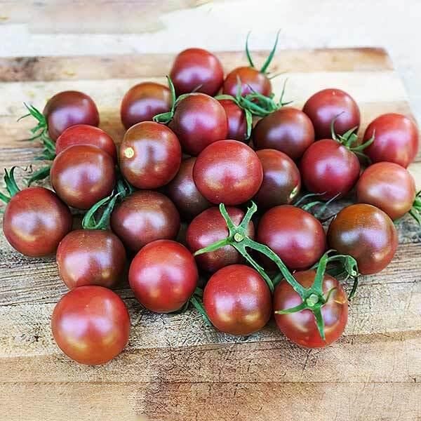 5 Adet Kokteyl Sırık Mirra F1 Siyah Domates Fidesi