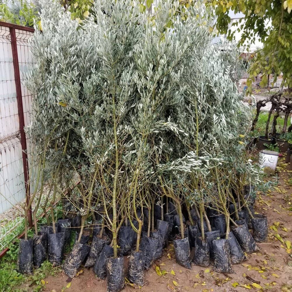 5 Yaş Aşılı Halhalı Zeytin Fidanı, Torbada