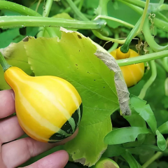 Karışık Süs Kabağı Tohumu 1 Paket (10 Adet)