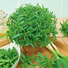 Zahter Kekiği Tohumu