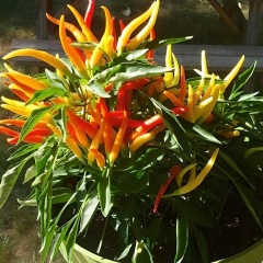 Sarı Süs Biber Tohumu