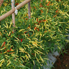 Sarı Süs Biber Tohumu