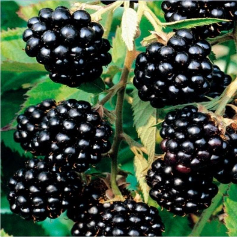 4'lü Multi Dikensiz Böğürtlen Fidanı Paketi