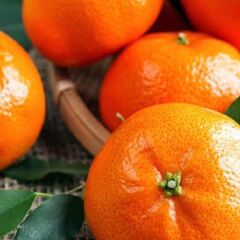 Çekirdeksiz Tüplü Bodrum Mandalinası Fidanı