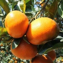 Tüplü Erkenci Dobashi Beni Mandalinası (Soğuklara Dayanıklı)