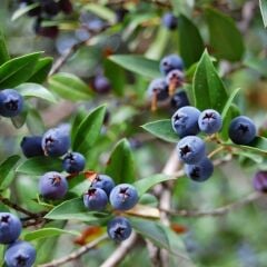Meyve Verir Durumda Tüplü Siyah Murt (Hambeles) Fidanı