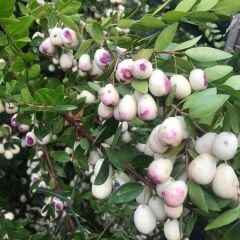 Meyve Verir Durumda Tüplü Beyaz Hambeles (Murt) Fidanı