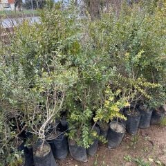 Meyve Verir Durumda Tüplü Beyaz Hambeles (Murt) Fidanı