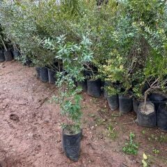 Tüplü Beyaz Hambeles (Murt) Fidanı