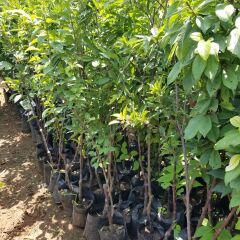 4 Yaş, Aşılı REDHEART Erik Fidanı, Torbada