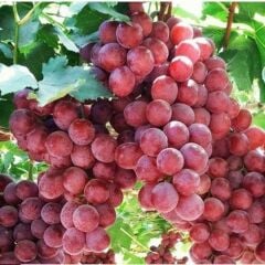 Çekirdeksiz Tüplü Red Crimson Üzüm Fidanı