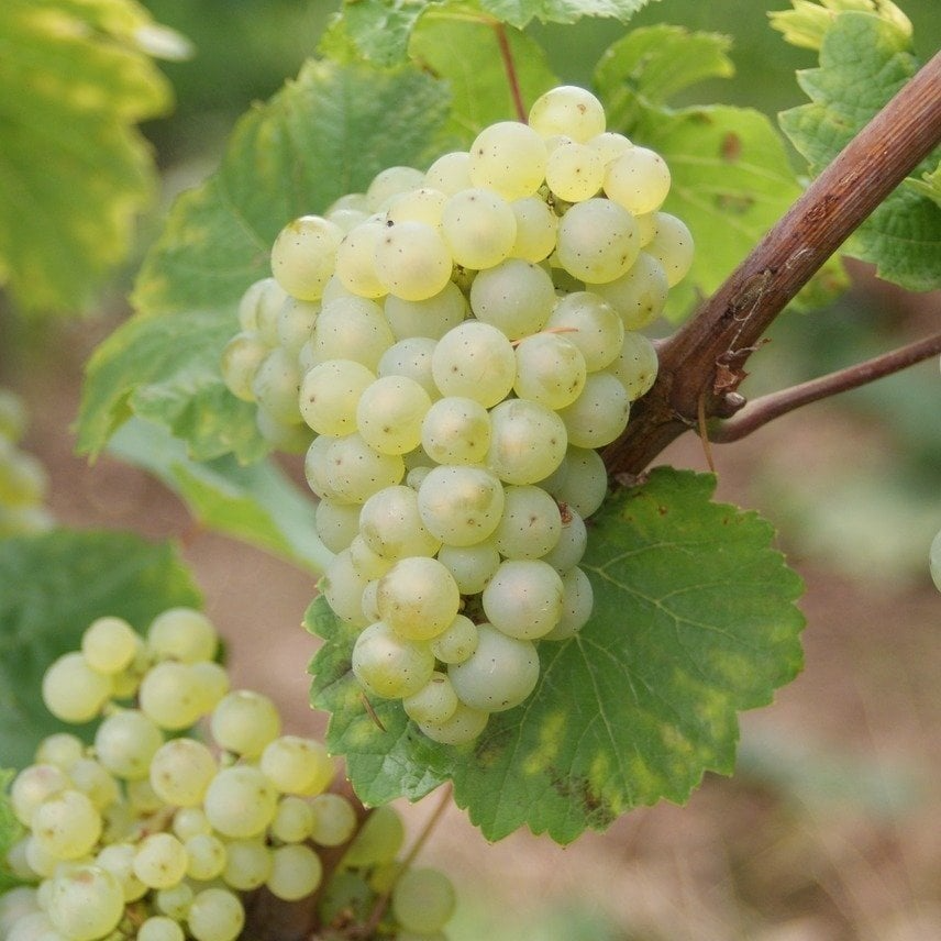 Sauvignon Sugar Yellow Blanc Tüplü Üzüm Fidanı