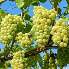 Sarmalık Narince Tüplü Üzüm (Asma-Bağ) Fidanı