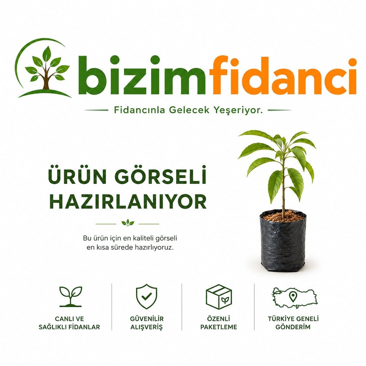 Doğal Beefsteak Domates Tohumu (20 adet)